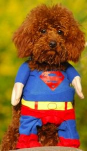 Superman Dog Costume